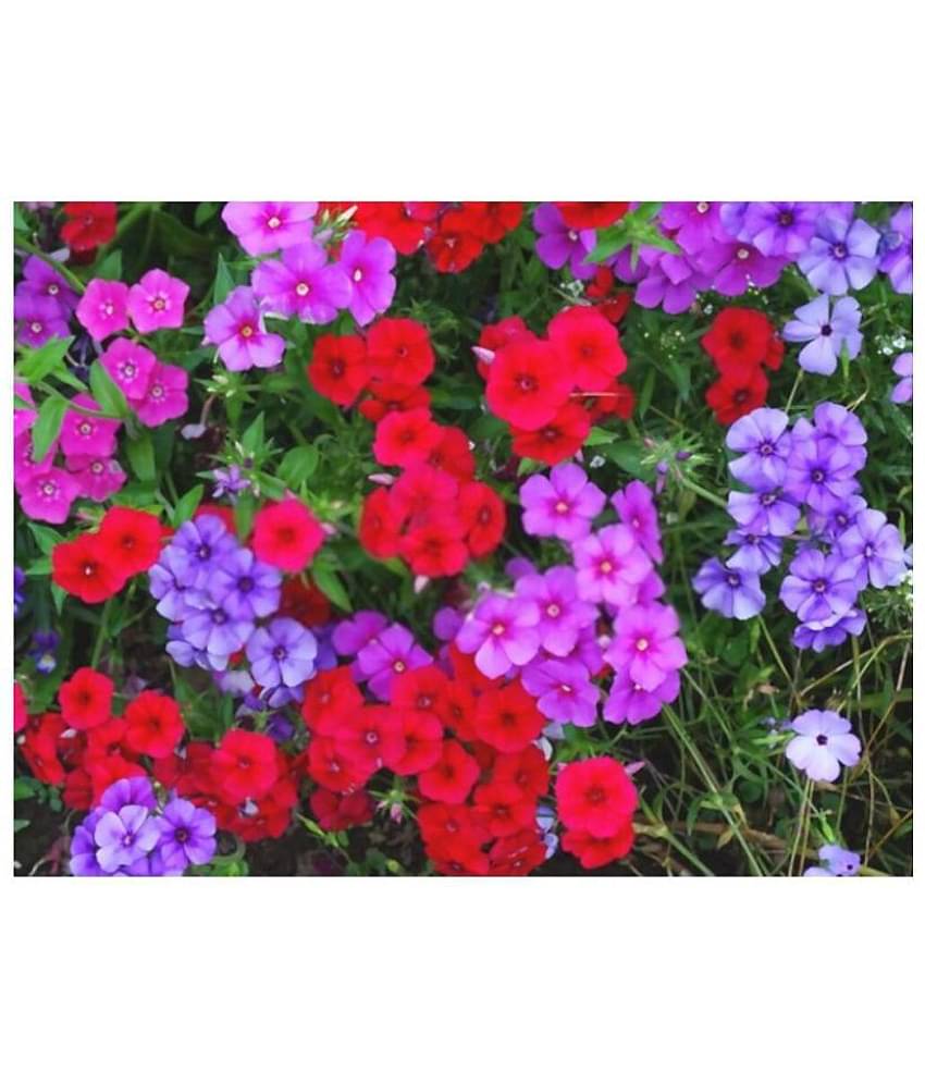 Portulaca Grandiflora Double Mix Flower Seeds - Pack of 100 Seeds