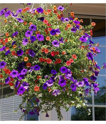 Petunia Flower Best Quality Premium Hyrbrid seeds Pack of 100 MIX 10 COLORS PLANT SEEDS PACK WITH MANUAL