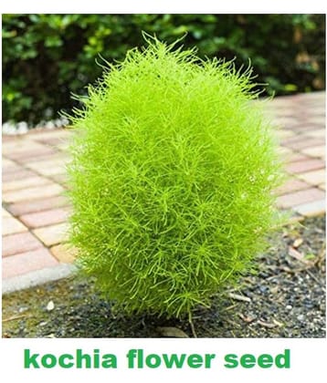 Kochia Green Grass Ball Flower Hybrid (20 -Seeds ) For Home Gardening Planting