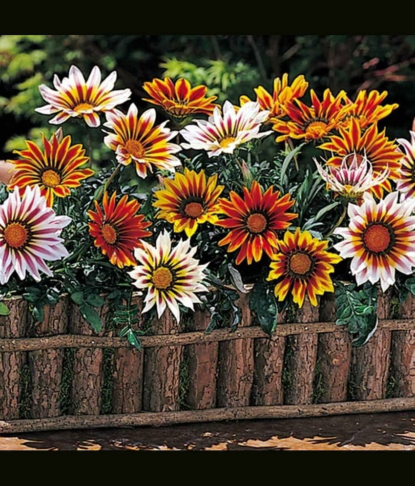 Infintegreen Gazania Flower ( 100 Seeds )