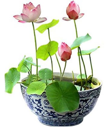 M-Tech Spring/Summer Garden Bonsai Pink Lotus Flower Plant Seeds - 10 Pack + Instruction Manual