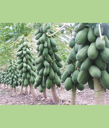 LiveNature Papaya (Red Lady)/Papita/Papeeta Seeds | All Season Indoor/Outdoor Fruit Seeds | Home Garden & Terrace – Pack of 50 Seeds