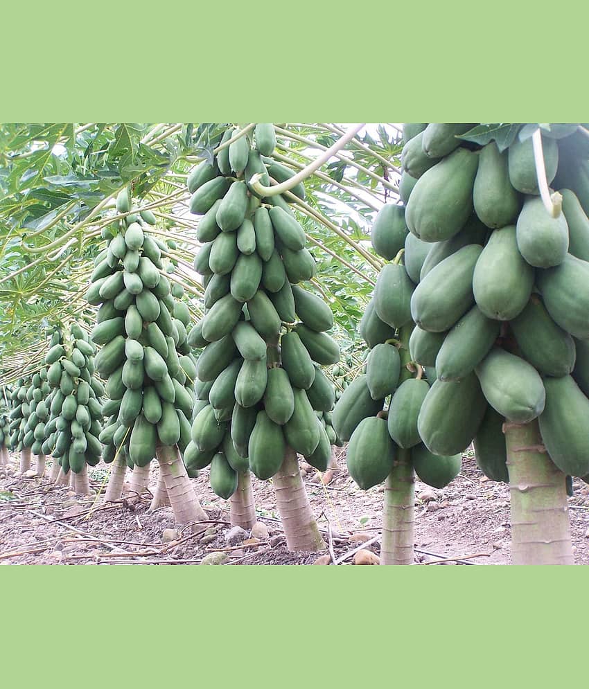 LiveNature Papaya (Red Lady)/Papita/Papeeta Seeds | All Season Indoor/Outdoor Fruit Seeds | Home Garden & Terrace – Pack of 50 Seeds