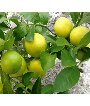 Lemon Tree Seeds Fruit Seed Home Garden Indoor Outdoor Dwarf Plant 10 Seeds