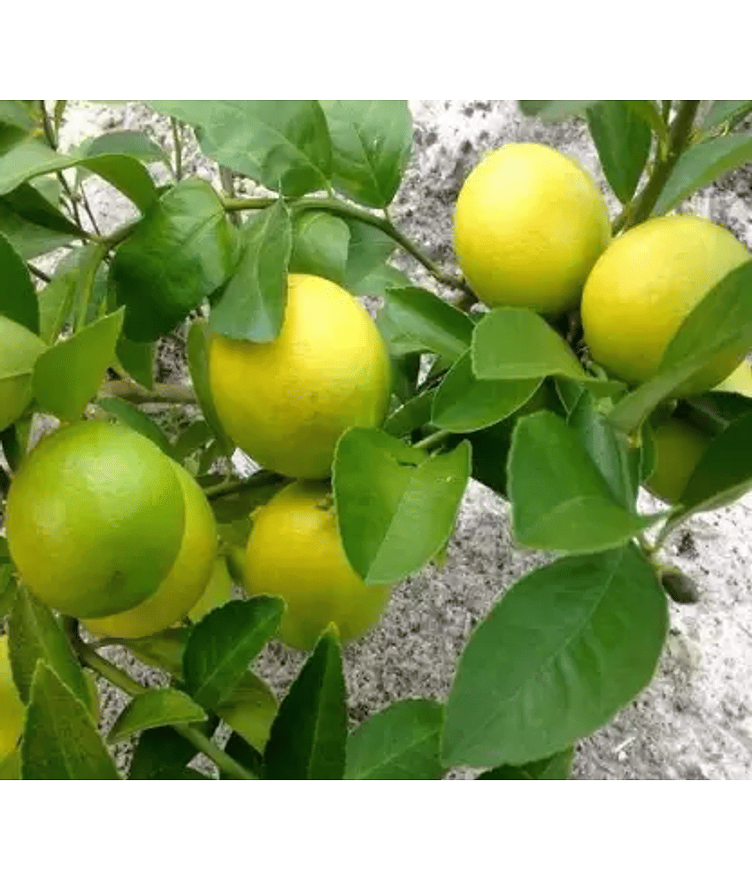 Lemon Tree Seeds Fruit Seed Home Garden Indoor Outdoor Dwarf Plant 10 Seeds