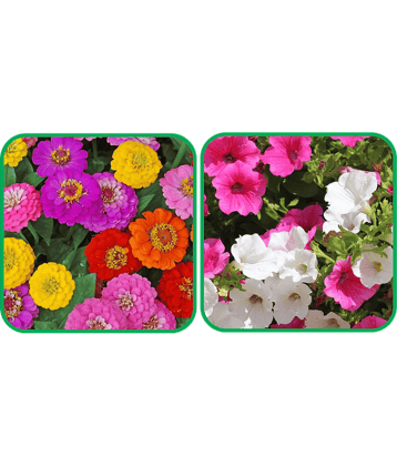 Aero Seeds Petunia Mix Color (50 Seeds) And Zinnia Mix Color (50 Seeds)Flower Seeds Pack