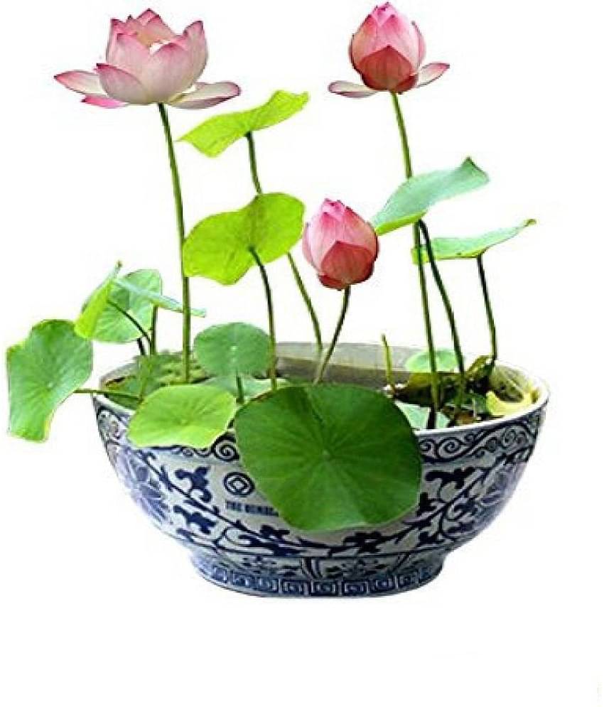 Virkart lotus flowers seeds for home gardening and laxmi pooja