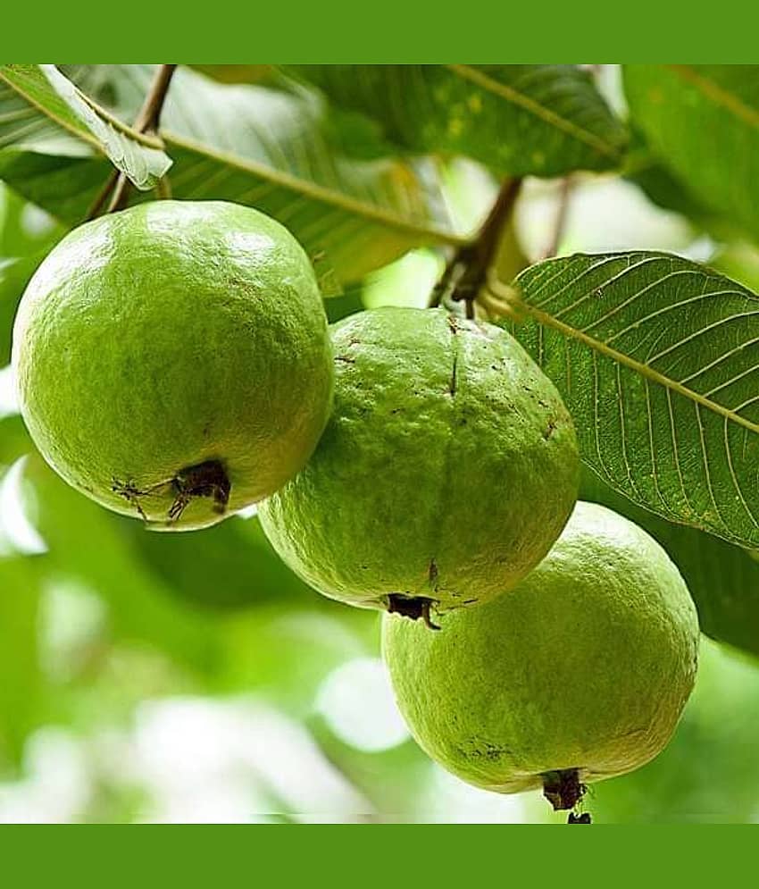 Cloud Farm Outdoor Fruit Plant ( Pack of 1 )