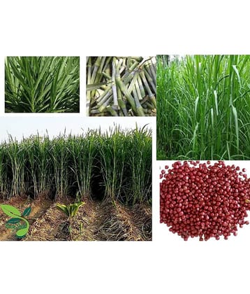 homeagro- Grass Seeds (Pack of 3000)