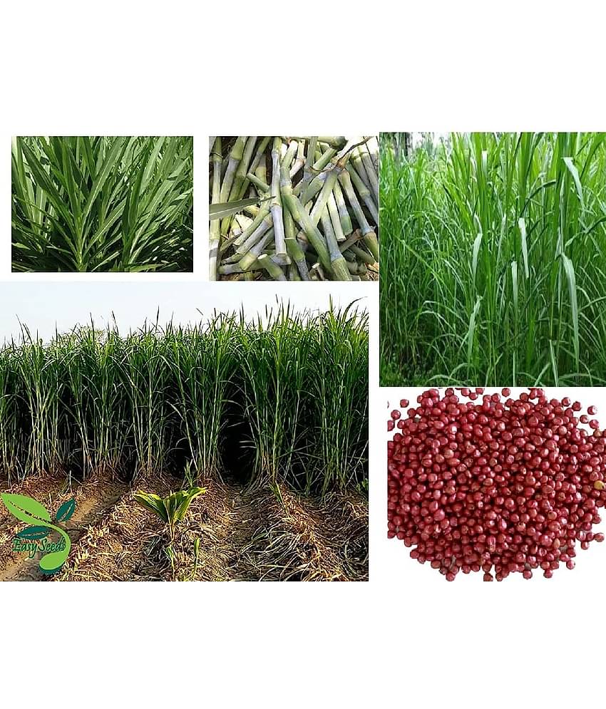 homeagro- Grass Seeds (Pack of 3000)