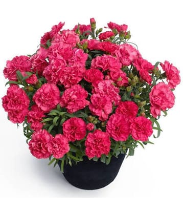 Flower Seeds : Dianthus Caryophyllus Seeds For Roof Garden Flower Plant Seeds For Yard Garden&Outdoor Living Home Garden Plant Seeds Eco Pack Garden Plant Seeds