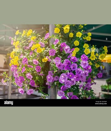 homeagro - Petunia Mixed Flower ( 50 Seeds )