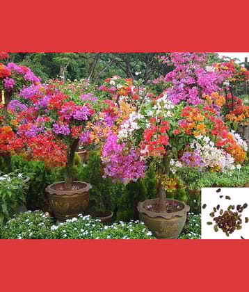 M-Tech Gardens Bonsai Multicolour Summer Rainbow Bougainvillea Flower Plant Seeds - 40 Seeds/Pack + Instruction Manual Inside The Package