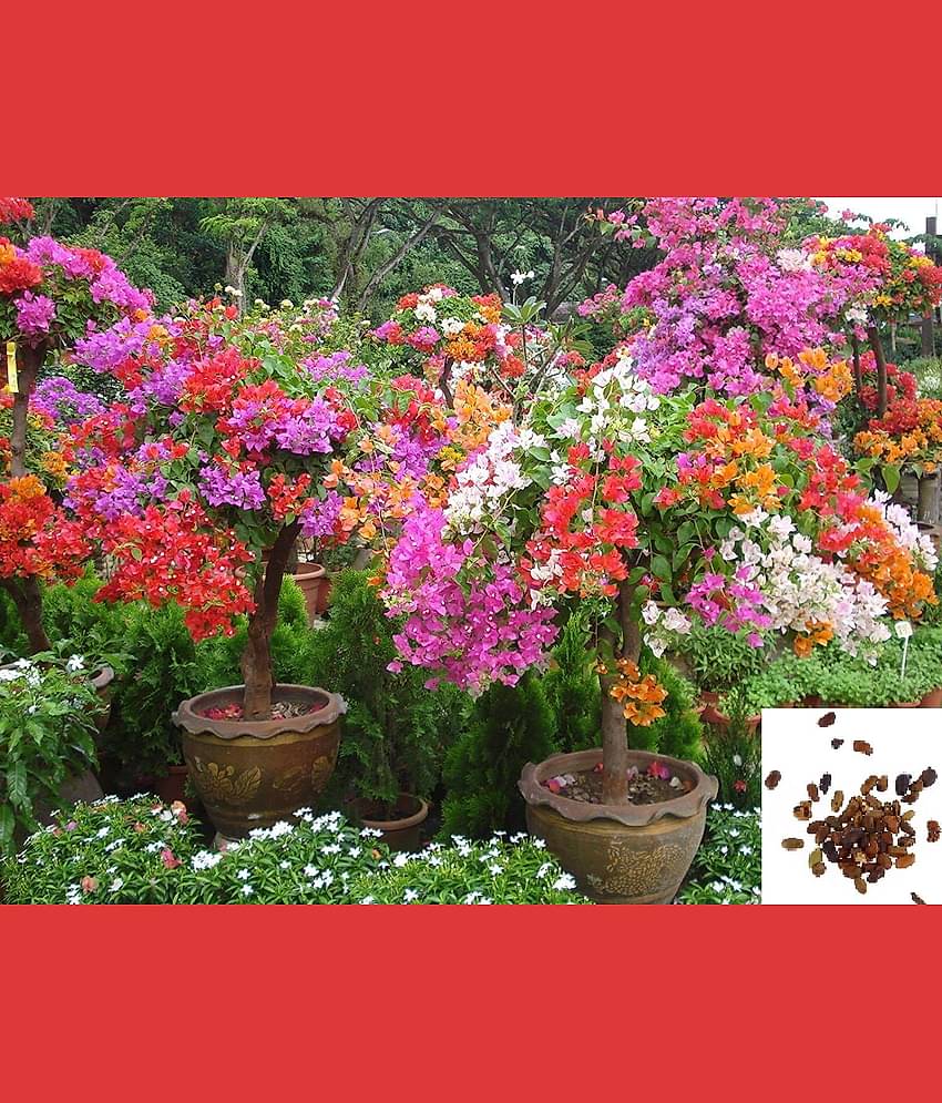 M-Tech Gardens Bonsai Multicolour Summer Rainbow Bougainvillea Flower Plant Seeds - 40 Seeds/Pack + Instruction Manual Inside The Package