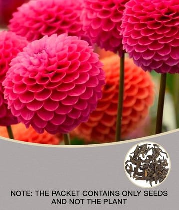 homeagro - Dahlia Mixed Flower ( 25 Seeds )