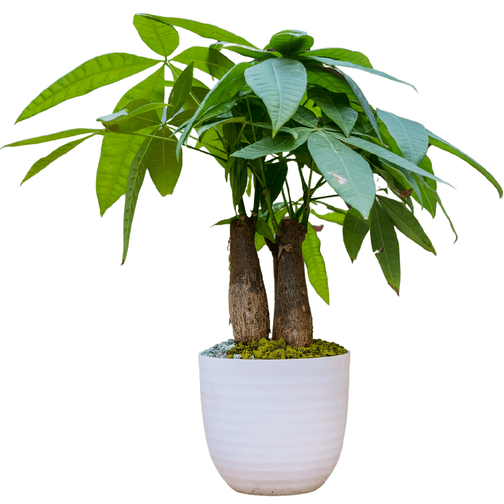Birthright || Pachira || Plant - Flowers | Buy online on ZillyBuy