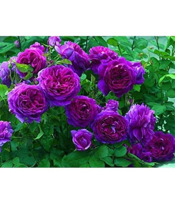 15 Seeds Purple Climbing Rose Seeds Climber Purple Perennials Flower Plant Seeds