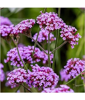 CLASSIC GREEN EARTH Kraft Seeds Verbena Hybrid Variety Flower Seeds with growing cocopeat