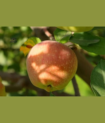 Apple Seeds - 10 Seeds Pack