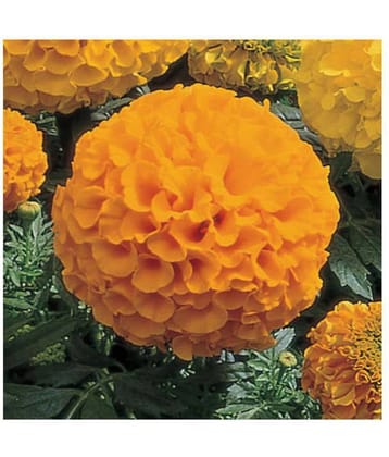 Marigold African High Germination Flowers Seeds - Pack of 50 Premium Seeds