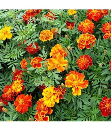 HN organic seed - Marigold Flower ( 50 Seeds )