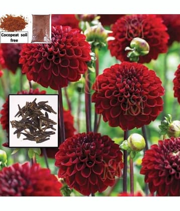Dalhia flower Mixed Color seed - 30 Seeds + cocopeat soil free