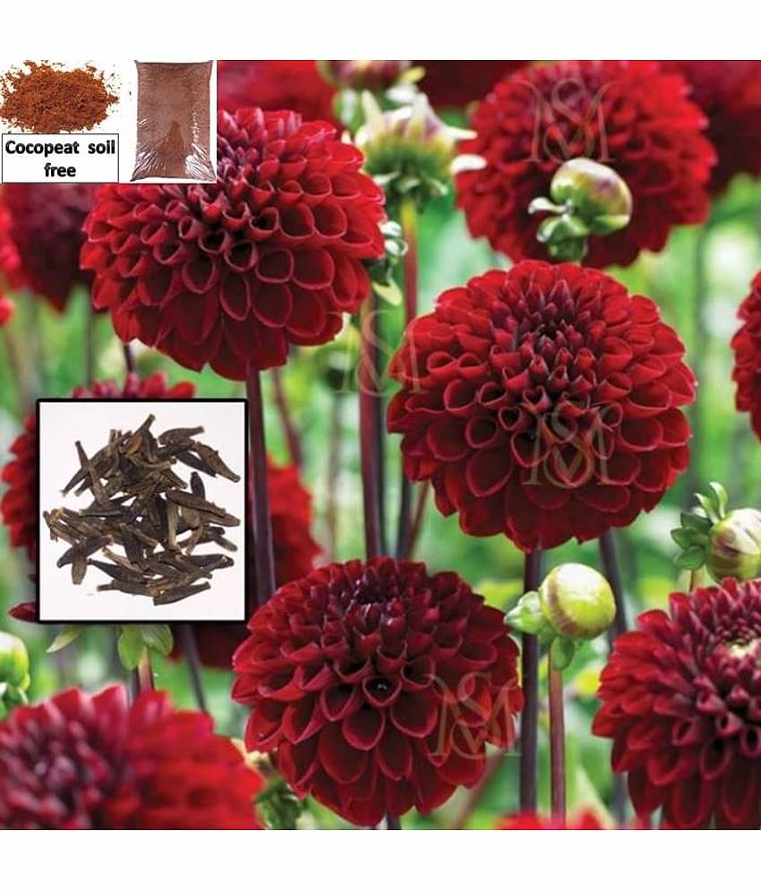 Dalhia flower Mixed Color seed - 30 Seeds + cocopeat soil free