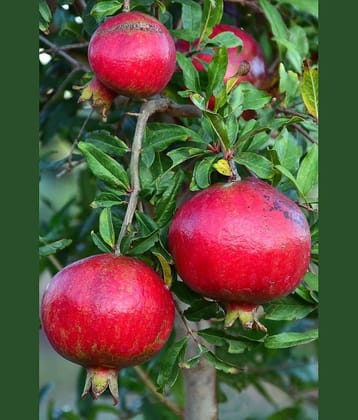 Cloud Farm Outdoor Fruit Plant ( Pack of 1 )