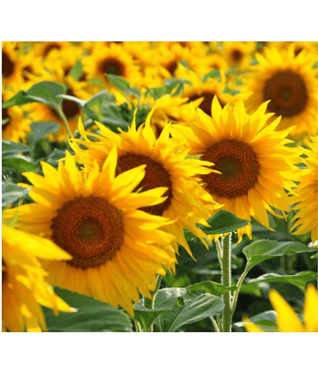 Sunflower High Germinated Hybrid Seeds