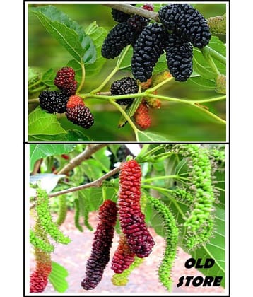 OLD STORE LONG MULBERRY AND SAHTOOT 50-50 SEEDS FOR GARDENING PURPOSE WITH 100 GM COCOPEAT AND USER MANAUL