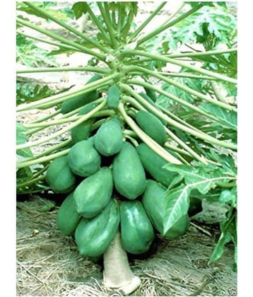 SarvaRetail Original Paudha PAPAYA Pure Seed ( Pack of 50 ) *Read Description