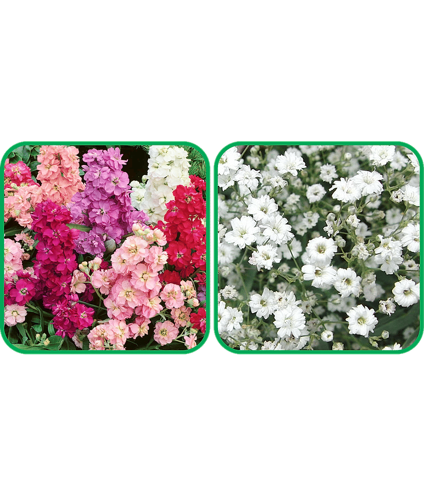 Aero Seeds Gypsophila elegans White (50 Seeds) And Stock Mix Color (50 Seeds) Flower Seeds Pack