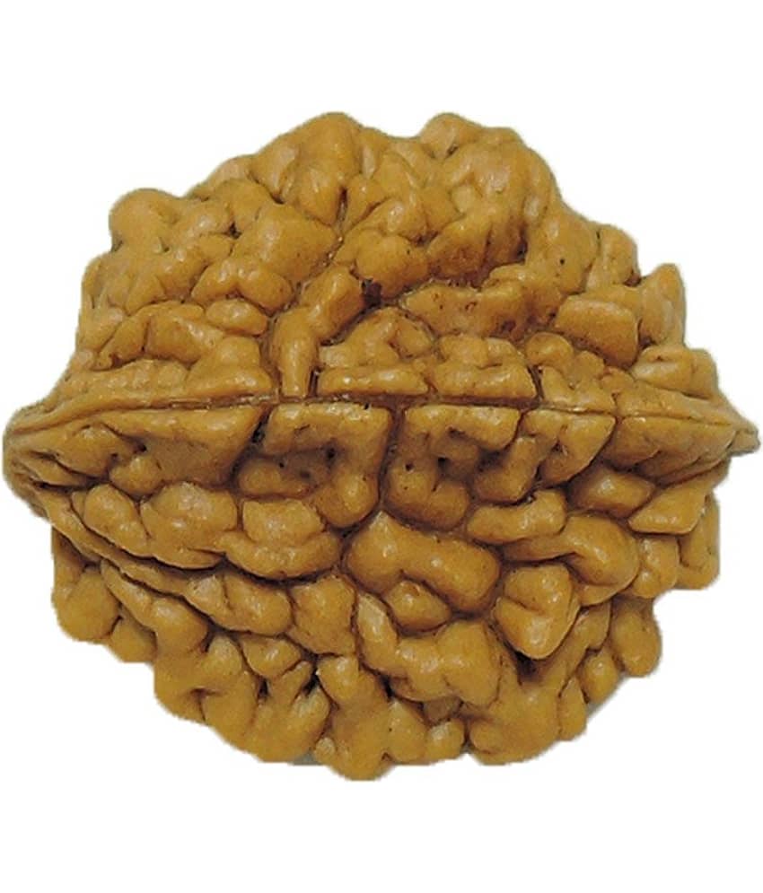 Rashi Ratan Bhagya Natural Rudraksha 2 Mukhi - India
