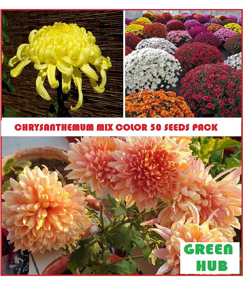 CHRYSANTHEMUM MIXED COLOR FLOWER PHOOL 50 SEEDS AND FREE COCO PEAT COMBO PACK WITH INSTRUCTION MANUAL FOR HOME GARDENING USE