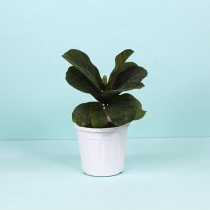 Fiddle Leaf Fig Plant-Grow Pot / White