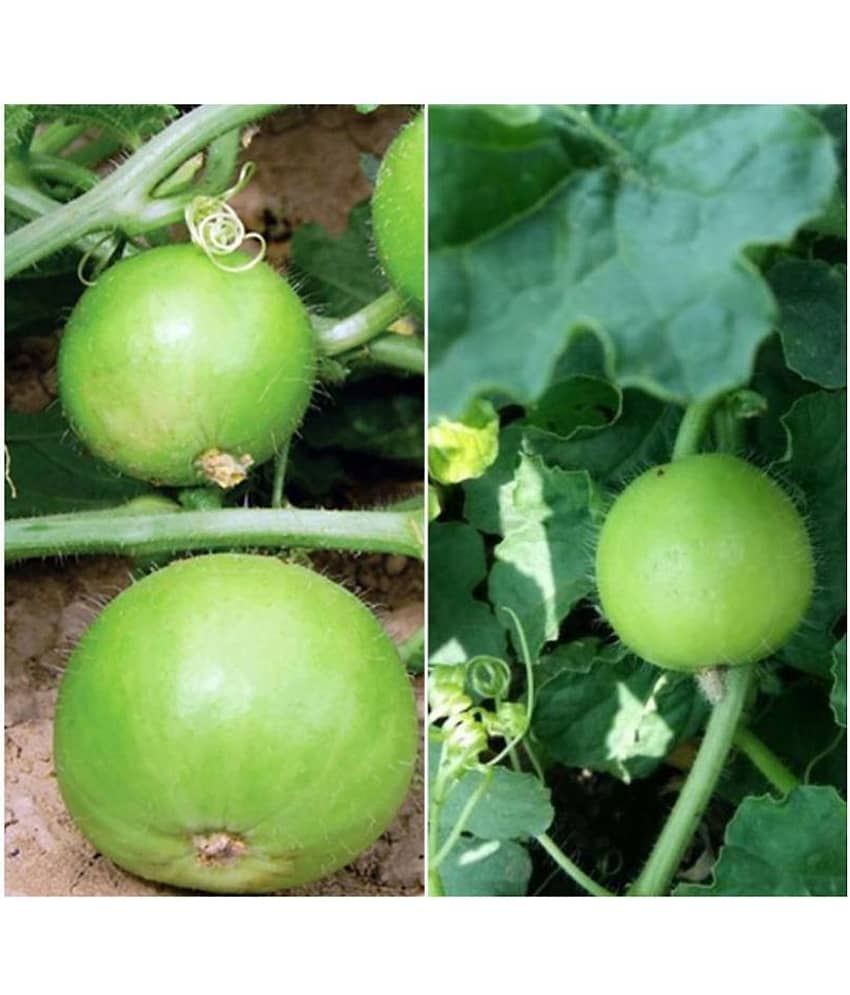 Tinda Organic Vegetable Seeds- 40 Seeds