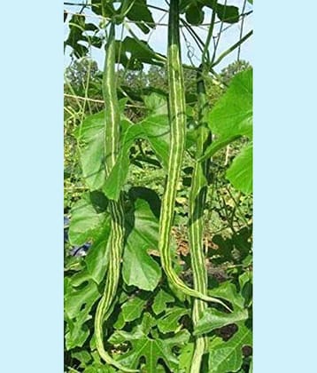 AtoZprintshop Nature Valley High Yield Hybrid Rare Long Snake Gourd Vegetable Seeds -20 Seeds Pack