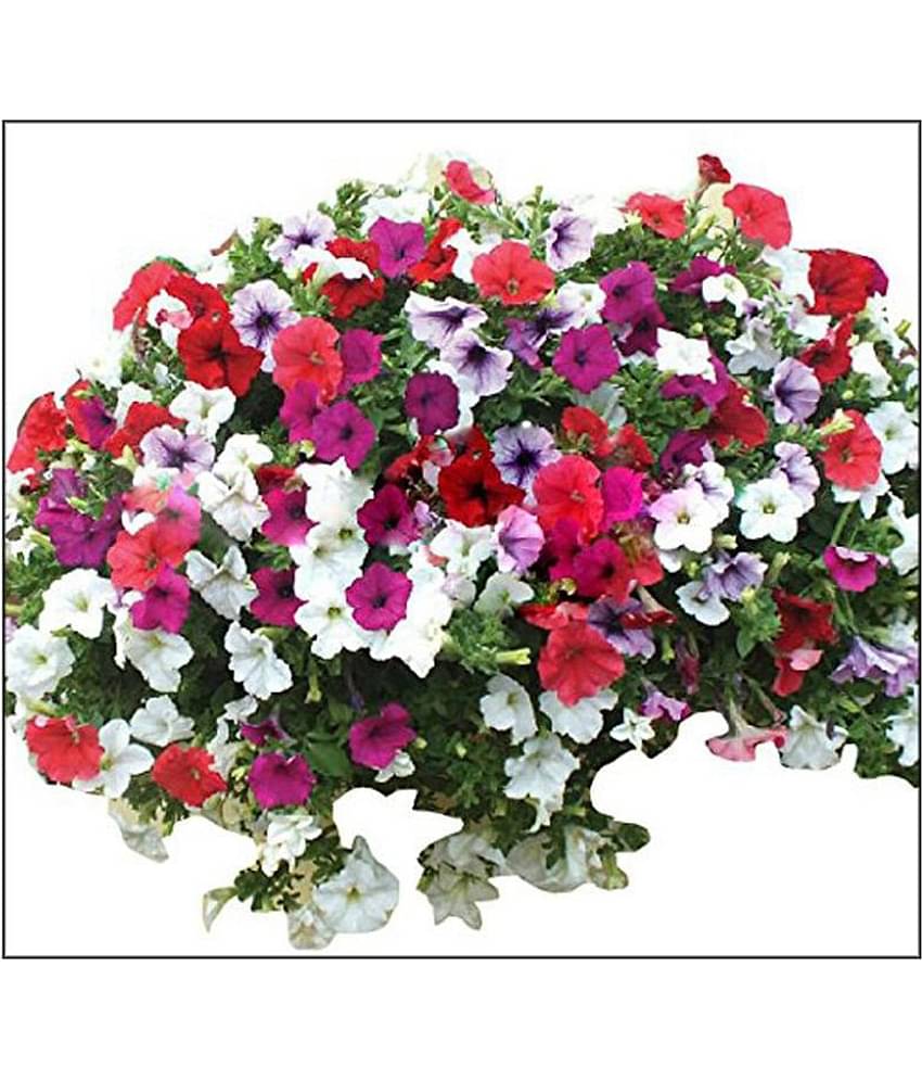 Petunia Hybrida Seeds Flower Seeds