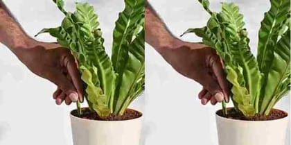 Plant Grow Fertilizer Sticks For Plants – 25 Sticks (Pack of 2)