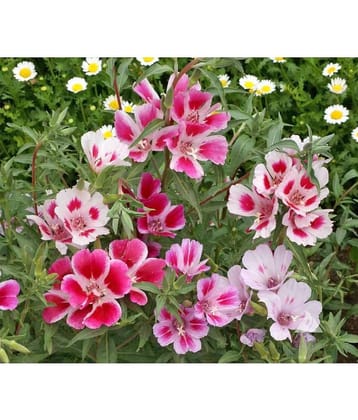 Premium mix godetia flower 30 seeds pack with free cocopeat and instruction manual for home gardening use