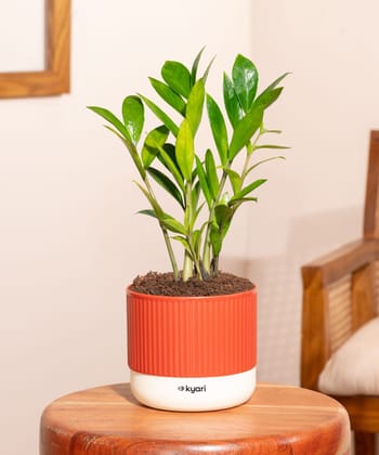 Zamia Green - ZZ Plant With Mylo Self Watering Pot
