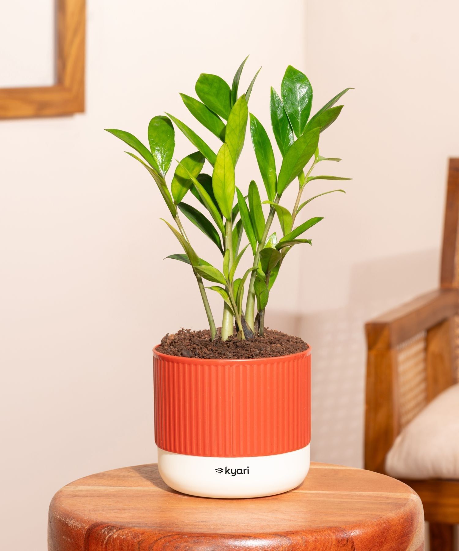 Zamia Green - ZZ Plant With Mylo Self Watering Pot