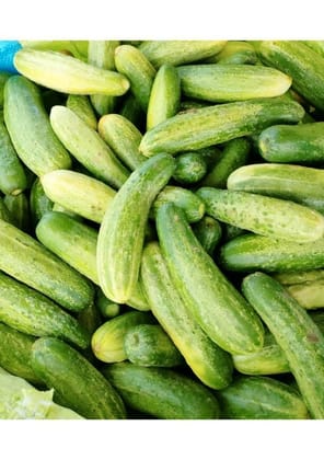 Cucumber - 1 kg