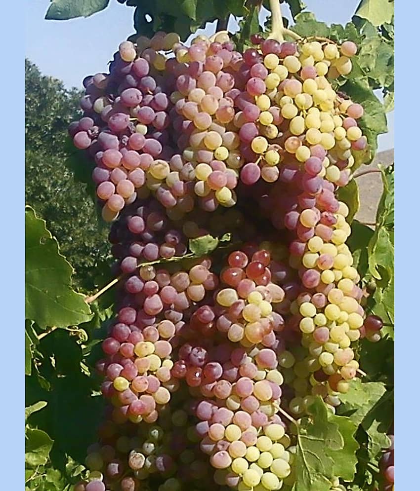 homeagro - Black Grape Fruit ( 20 Seeds )