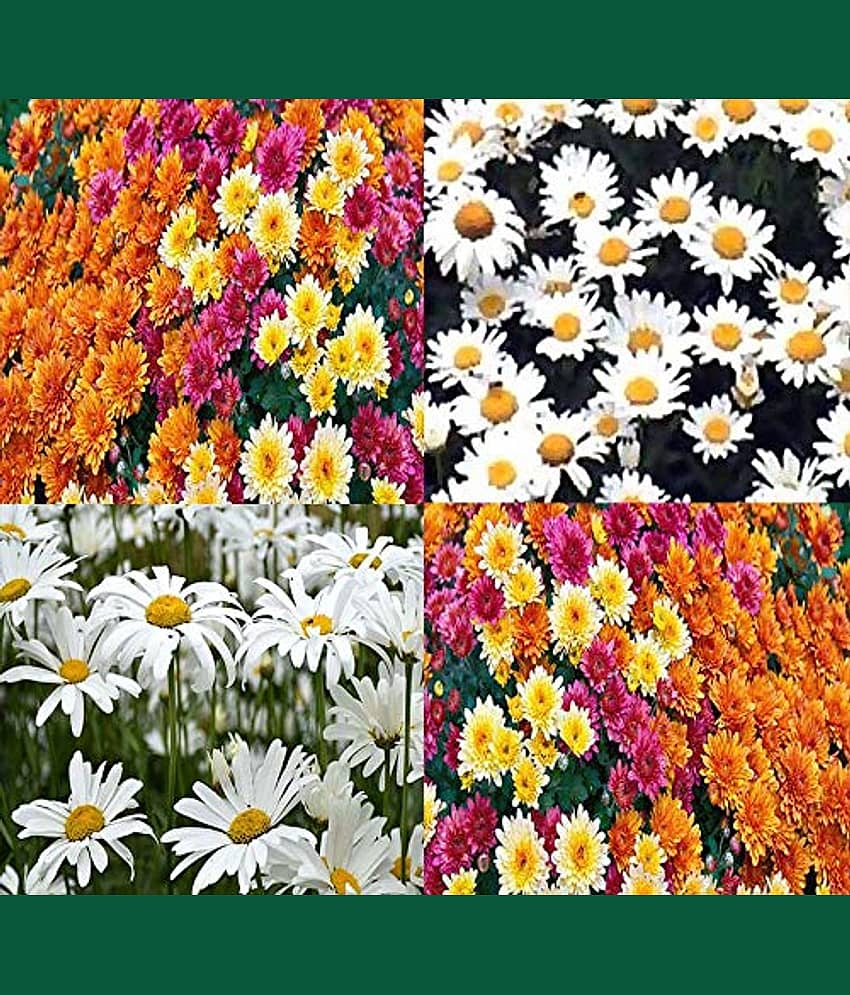 HN organic seed - Chrysanthemum Flower ( 50 Seeds )