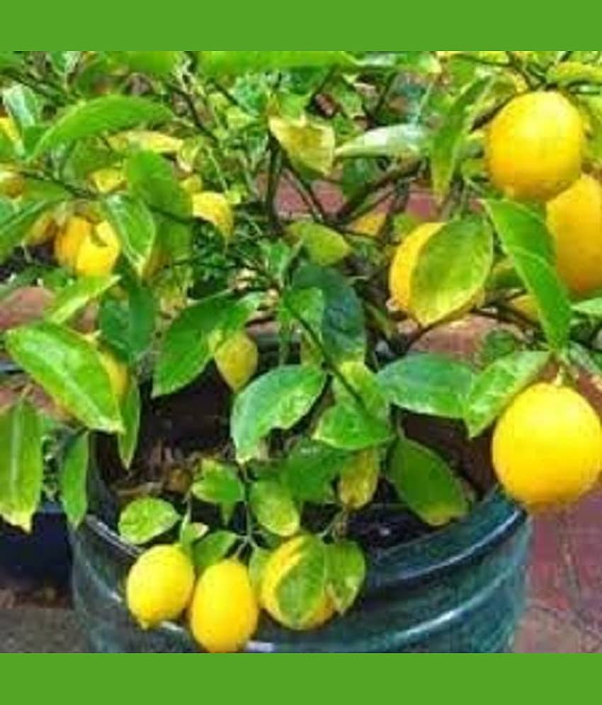 TSY AGENCIES, Lalus Farm 20 seeds Hybrid Kagzi Lemon Dwarf Variety