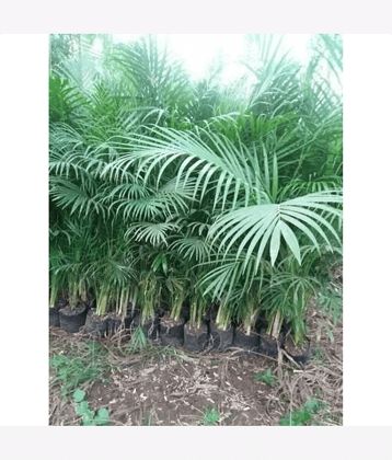 CLASSIC GREEN EARTH - Areca palm Plant ( 20 Seeds )