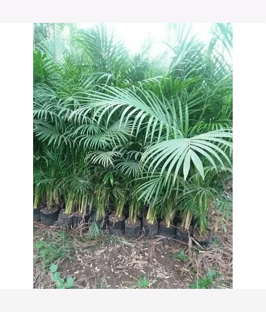 CLASSIC GREEN EARTH - Areca palm Plant ( 20 Seeds )