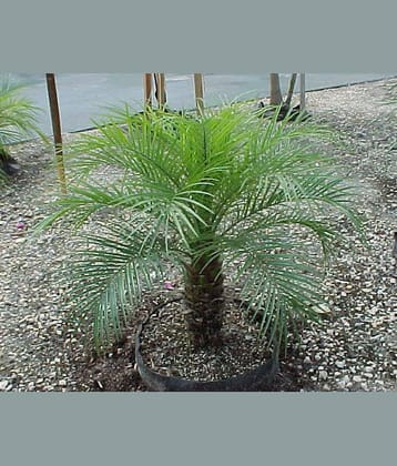 CLASSIC GREEN EARTH - Grass Seeds ( 20 )