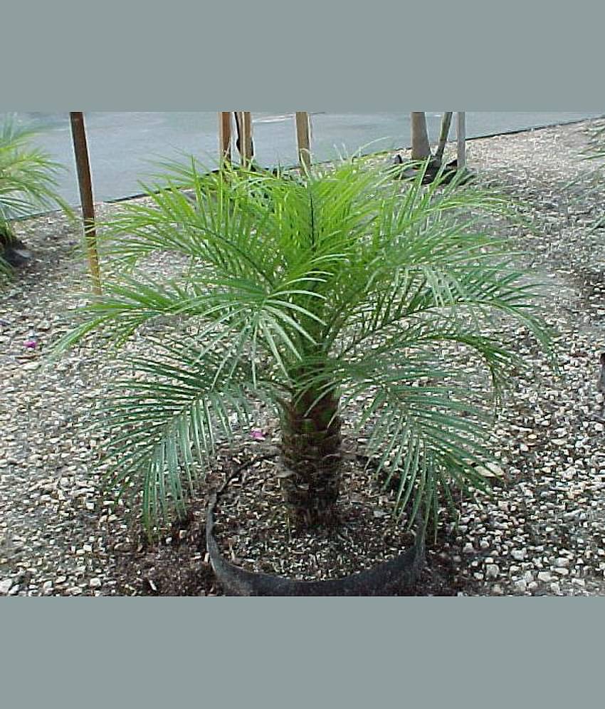 CLASSIC GREEN EARTH - Grass Seeds ( 20 )